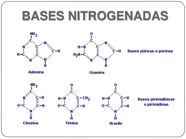 Caso bases nitrogenadas