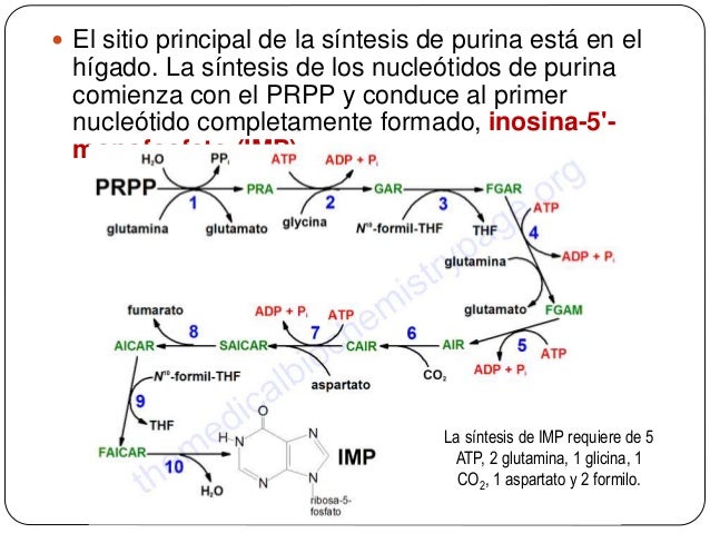 Caso bases nitrogenadas