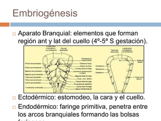 Embriogénesis


Aparato Branquial: elementos que forman
región ant y lat del cuello (4º-5ª S gestación).



Ectodérmico: estomodeo, la cara y el cuello.
Endodérmico: faringe primitiva, penetra entre
los arcos branquiales formando las bolsas



 