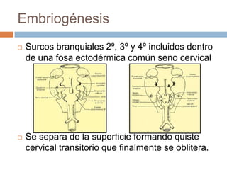 Embriogénesis


Surcos branquiales 2º, 3º y 4º incluidos dentro
de una fosa ectodérmica común seno cervical



Se separa de la superficie formando quiste
cervical transitorio que finalmente se oblitera.

 