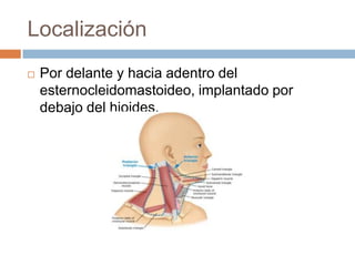 Localización


Por delante y hacia adentro del
esternocleidomastoideo, implantado por
debajo del hioides.

 