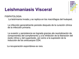 Leishmaniasis Visceral
FISIPATOLOGIA
La leishmania invade y se replica en los macrófagos del huésped.
La infección generalmente persiste después de la curación clínica
de la infección primaria.
La evasión y persistencia es lograda gracias ala neutralización de
componentes del complemento y a la inhibición de la liberación del
òxido nítrico y del superóxido, así como a la supresión de la
inducción de los anticuerpos CD4.
La recuperación espontánea es rara.
 