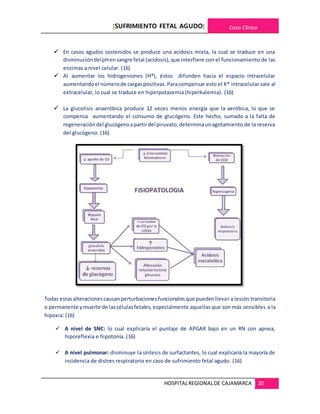 [SUFRIMIENTO FETAL AGUDO] Caso Clínico
HOSPITALREGIONALDE CAJAMARCA 20
 En casos agudos sostenidos se produce una acidosis mixta, la cual se traduce en una
disminucióndelpHensangre fetal (acidosis),que interfiere con el funcionamiento de las
enzimas a nivel celular. (16)
 Al aumentar los hidrogeniones (H*), éstos difunden hacia el espacio intracelular
aumentandoel númerode cargaspositivas.Paracompensar esto el K* intracelular sale al
extracelular, lo cual se traduce en hiperpotasemia (hiperkalemia). (16)
 La glucolisis anaeróbica produce 12 veces menos energía que la aeróbica, lo que se
compensa aumentando el consumo de glucógeno. Este hecho, sumado a la falta de
regeneracióndel glucógenoapartirdel piruvato,determinaunagotamiento de la reserva
del glucógeno. (16)
Todas estasalteracionescausanperturbacionesfuncionalesque puedenllevar a lesión transitoria
o permanente ymuerte de lascélulasfetales, especialmente aquellas que son más sensibles a la
hipoxia: (16)
 A nivel de SNC: lo cual explicaría el puntaje de APGAR bajo en un RN con apnea,
hiporeflexia e hipotonía. (16)
 A nivel pulmonar: disminuye la síntesis de surfactantes, lo cual explicaría la mayoría de
incidencia de distres respiratorio en caso de sufrimiento fetal agudo. (16)
 