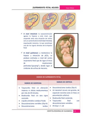 [SUFRIMIENTO FETAL AGUDO] Caso Clínico
HOSPITALREGIONALDE CAJAMARCA 23
 A nivel intestinal: la vasoconstricción
agrava la hipoxia a este nivel, que
responde ante esta situación de estrés
con un aumentode lamotilidadintestinal,
expulsando meconio, lo que constituye
uno de los signos directos de la hipoxia
fetal
 A nivel pulmonar: a mantenerse la
hipoxia y elevación de pCO2, se
produce estímulos a nivel del centro
respiratorio fetal que da lugar al inicio
de respiraciones
profundas(“gasping”), dando lugar al
síndrome de asfixia de meconio.
SIGNOS DE SUFRIMIENTO FETAL
SIGNOS DE SOSPECHA
SIGNOS DE CERTEZA
 Taquicardia fetal sin alteración
materna ni efecto medicamentoso
por más de 20 minutos.
 Bradicardia fetal sin otro signo
asociado.
 Líquido amniótico verdoso fluido
 Desaceleraciones variables (Dip III)
 Desaceleraciones tardías
 Desaceleraciones tardías (Dip II)
 LA meconial oscuro con grumos, de
expulsión reciente (solo en fetos en
presentación cefalica).
 Bradicardia fetal sostenida.
 Taquicardia fetal con
desaceleraciones variables.
 PH fetal < 7, 20
 