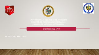UNIVERSIDAD TÉCNICA DE AMBATO
FACULTAD DE CIENCIAS AGROPECUARIAS
CARRERA DE MEDICINA VETERINARIA
SEMESTRE: SEPTIMO
CASO CLINICO N°14
 