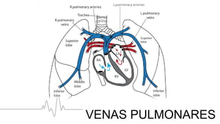 VENAS PULMONARES
 