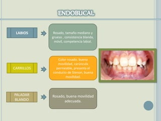 LABIOS
PALADAR
BLANDO
CARRILLOS
Rosado, tamaño mediano y
grueso , consistencia blanda,
móvil, competencia labial.
Color rosado, buena
movilidad, carúncula
permeable, presenta el
conducto de Stenon, buena
movilidad.
Rosado, buena movilidad
adecuada.
 