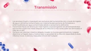 Transmisión
1. Los serotipos S.typhi y S.paratyphi son exclusivos del humanoInfección a través de ingesta
de agua o alimentos contaminados con materia fecalproveniente de Portadores o
enfermos.Brotes por agua contaminada debido a saneamiento deficiente.
2. Transmisión fecal-oral directa por mala higiene corporal.Ingestión de alimentosIndividuo
que excreta s.typhi tres meses después de la infección o mas tarde,suelen ser eliminados al
cabo de un año
3. Via fecal oral colonizan intestino delgado, invaden la mucosa gastrointestinal y luegose
diseminan al hígado, bazo y medula ósea. La gravedad de la infección dependede la dosis
infectiva inicial, virulencia y respuesta inmune del huésped
 