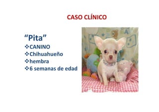 CASO CLÍNICO


“Pita”
 CANINO
 Chihuahueño
 hembra
 6 semanas de edad
 