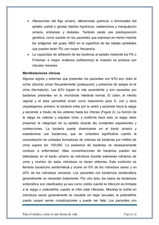 Para el médico, curar es una forma de vida. Página 12
 Alteraciones del flujo urinario, alteraciones químicas u hormonales del
epitelio uretral o genital, hábitos higiénicos, cateterismos y manipulación
urinaria, embarazo y diabetes. También existe una predisposición
genética, como sucede en los pacientes que expresan en menor medida
los antígenos del grupo ABO en la superficie de las células epiteliales
que pueden tener ITU con mayor frecuencia.
 La capacidad de adhesión de las bacterias al epitelio mediante los Pili o
Fimbriae: a mayor virulencia (adherencia) la invasión se produce con
inóculos menores.
Manifestaciones clínicas
Algunos signos y síntomas que presentan los pacientes con IsTU son: dolor al
orinar (disuria) orinar frecuentemente (polaquiuria) y presencia de sangre en la
orina (he-maturia). Las IsTU siguen la ruta ascendente y son causadas por
bacterias presentes en la microbiota intestinal normal. El colon, el introito
vaginal y el área periuretral sirven como reservorios para E. coli y otros
uropatógenos; primero, la bacteria entra por la uretra y asciende hacia la vejiga
y asciende a través de los uréteres hasta los riñones (Figura 2). La función de
la vejiga es colectar y expulsar orina, y conforme hace esto, la vejiga debe
preservar la integridad de su epitelio durante las constantes expansiones y
contracciones. La bacteria puede diseminarse en el tracto urinario y
establecerse una bacteriuria, que se considera significativa cuando la
concentración de unidades formadoras de colonias de bacterias por mililitro de
orina supera los 100,000. La presencia de bacterias no necesariamente
conduce a enfermedad. Altas concentraciones de bacterias pueden ser
detectadas en el tracto urinario de individuos durante exámenes rutinarios de
orina y muchos de estos individuos no tienen síntomas. Esta condición es
llamada bacteriuria asintomática y ocurre en 6% de los individuos sanos y en
20% de los individuos ancianos. Los pacientes con bacteriuria asintomática
generalmente no necesitan tratamiento. Por otro lado, los casos de bacteriuria
sintomática son clasificados ya sea como cistitis cuando la infección es limitada
a la vejiga o pielonefritis cuando el riñón está infectado. Mientras la cistitis en
individuos sanos generalmente se resuelve sin dejar secuelas, la pielonefritis
puede causar serias complicaciones y puede ser fatal. Los pacientes con
 