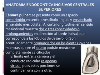  ANATOMIA ENDODONTICA INCISIVOS CENTRALES
SUPERIORES
 Cámara pulpar: se presenta como un espacio
comprimido en sentido vestíbulo lingual y ensanchado
en sentido mesiodistal. Al corte longitudinal en sentido
mesiodistal muestra dos o tres concavidades o
prolongamientos en dirección al borde incisal, que
corresponde a los lóbulos de desarrollo. Son
acentuadamente pronunciados en los dientes jóvenes,
mientras que en el adulto podrán mostrarse
completamente calcificados.
El límite entre la cámara y el
conducto radicular es apenas
virtual, pues estas porciones se
continúan una con la otra.
 