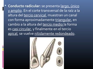  Conducto radicular: se presenta largo, único
y amplio. En el corte transversal de la raíz a la
altura del tercio cervical, muestran un canal
con forma aproximadamente triangular, en
cambio a la altura del tercio medio la forma
es casi circular, y finalmente en el tercio
apical, se vuelve nítidamente redondeado.
 