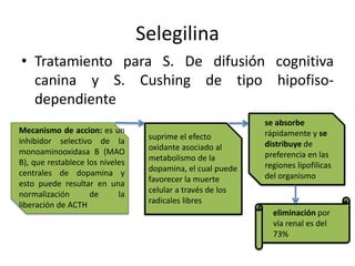 Selegilina
• Tratamiento para S. De difusión cognitiva
canina y S. Cushing de tipo hipofiso-
dependiente
Mecanismo de accion: es un
inhibidor selectivo de la
monoaminooxidasa B (MAO
B), que restablece los niveles
centrales de dopamina y
esto puede resultar en una
normalización de la
liberación de ACTH
suprime el efecto
oxidante asociado al
metabolismo de la
dopamina, el cual puede
favorecer la muerte
celular a través de los
radicales libres
se absorbe
rápidamente y se
distribuye de
preferencia en las
regiones lipofílicas
del organismo
eliminación por
vía renal es del
73%
 