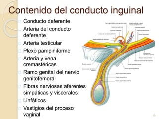 Contenido del conducto inguinal
Conducto deferente
Arteria del conducto
deferente
Arteria testicular
Plexo pampiniforme
Arteria y vena
cremastéricas
Ramo genital del nervio
genitofemoral
Fibras nerviosas aferentes
simpáticas y viscerales
Linfáticos
Vestigios del proceso
vaginal 10
 
