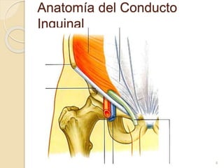 Anatomía del Conducto
Inguinal
4
 
