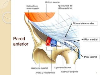 Pared
anterior
6
Pilar lateral
Pilar medial
Fibras intercrurales
 