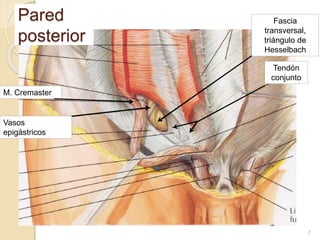 Vasos
epigástricos
Fascia
transversal,
triángulo de
Hesselbach
M. Cremaster
Tendón
conjunto
Pared
posterior
7
 