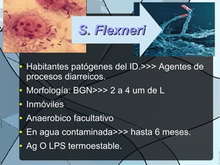 S. FlexneriS. Flexneri
● Habitantes patógenes del ID.>>> Agentes de
procesos diarreicos.
● Morfología: BGN>>> 2 a 4 um de L
● Inmóviles
● Anaerobico facultativo
● En agua contaminada>>> hasta 6 meses.
● Ag O LPS termoestable.
 