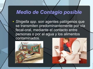 Medio de Contagio posible
● Shigella spp. son agentes patógenos que
se transmiten predominantemente por vía
fecal-oral, mediante el contacto entre
personas o por el agua y los alimentos
contaminados.
 