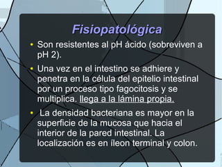 FisiopatológicaFisiopatológica
● Son resistentes al pH ácido (sobreviven a
pH 2).
● Una vez en el intestino se adhiere y
penetra en la célula del epitelio intestinal
por un proceso tipo fagocitosis y se
multiplica. llega a la lámina propia.
● La densidad bacteriana es mayor en la
superficie de la mucosa que hacia el
interior de la pared intestinal. La
localización es en íleon terminal y colon.
 