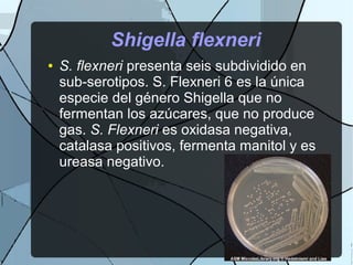 Shigella flexneri
● S. flexneri presenta seis subdividido en
sub-serotipos. S. Flexneri 6 es la única
especie del género Shigella que no
fermentan los azúcares, que no produce
gas. S. Flexneri es oxidasa negativa,
catalasa positivos, fermenta manitol y es
ureasa negativo.
 