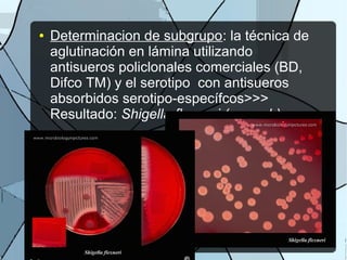 ● Determinacion de subgrupo: la técnica de
aglutinación en lámina utilizando
antisueros policlonales comerciales (BD,
Difco TM) y el serotipo con antisueros
absorbidos serotipo-específcos>>>
Resultado: Shigella flexneri (grupo b)
 
