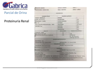 Parcial de Orina
Proteinuria Renal
 