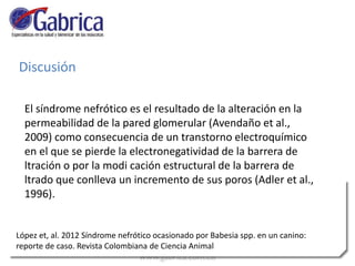 Discusión
El síndrome nefrótico es el resultado de la alteración en la
permeabilidad de la pared glomerular (Avendaño et al.,
2009) como consecuencia de un transtorno electroquímico
en el que se pierde la electronegatividad de la barrera de
ltración o por la modi cación estructural de la barrera de
ltrado que conlleva un incremento de sus poros (Adler et al.,
1996).
López et, al. 2012 Síndrome nefrótico ocasionado por Babesia spp. en un canino:
reporte de caso. Revista Colombiana de Ciencia Animal
 