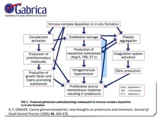 G. F. GRAUER. Canine glomerulonephritis: new thoughts on proteinuria and treatment. Journal of
Small Animal Practice (2005) 46, 469-478
 