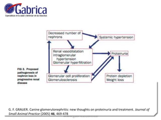 G. F. GRAUER. Canine glomerulonephritis: new thoughts on proteinuria and treatment. Journal of
Small Animal Practice (2005) 46, 469-478
 