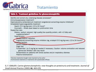 G. F. GRAUER. Canine glomerulonephritis: new thoughts on proteinuria and treatment. Journal of
Small Animal Practice (2005) 46, 469-478
Tratamiento
 