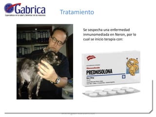 Tratamiento
Se sospecha una enfermedad
inmunomediada en Neron, por lo
cual se inicio terapia con:
Prednosilona .
 