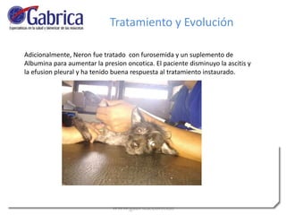 Tratamiento y Evolución
Adicionalmente, Neron fue tratado con furosemida y un suplemento de
Albumina para aumentar la presion oncotica. El paciente disminuyo la ascitis y
la efusion pleural y ha tenido buena respuesta al tratamiento instaurado.
 