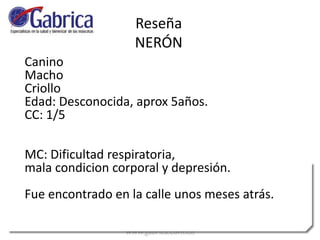 Canino
Macho
Criollo
Edad: Desconocida, aprox 5años.
CC: 1/5
MC: Dificultad respiratoria,
mala condicion corporal y depresión.
Fue encontrado en la calle unos meses atrás.
Reseña
NERÓN
 