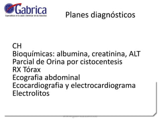 CH
Bioquímicas: albumina, creatinina, ALT
Parcial de Orina por cistocentesis
RX Tórax
Ecografia abdominal
Ecocardiografia y electrocardiograma
Electrolitos
Planes diagnósticos
 