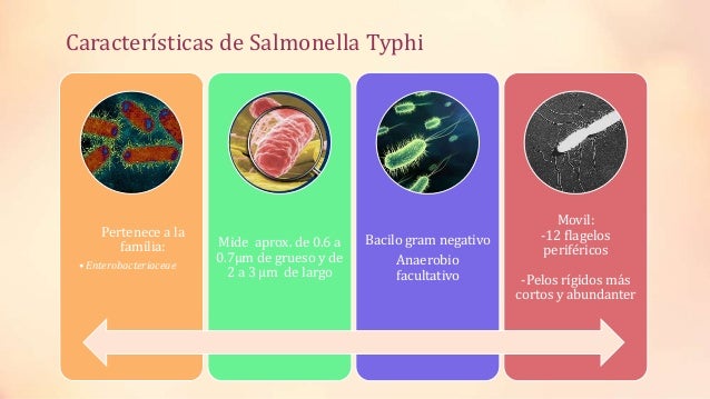 Salmonella Typhi Caso Clinico De Fiebre Tifoidea