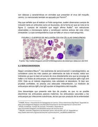 16
son clásicas y características en animales que presentan el virus del moquillo
canino. Lo mencionado también es apoyado por Fermín8
.
Hay que señalar que al realizar un frotis sanguíneo, suelen observarse cuerpos de
inclusión tanto en eritrocitos como en leucocitos, de la forma en que se nota en la
figura 2, cuerpos de inclusión que según afirma Avilés9
, son estructuras
observables a microscopía óptica y constituyen centros activos del ciclo vírico
intracelular. Lo que correspondería a que se halla un virus a nivel sanguíneo.
FIGURA 2. CUERPOS DE INCLUSIÓN CDV EN CÉLULAS SANGUÍNEAS
Fuente: http://vetlab.blogspot.com/2012/08/diagnostico-de-distemper-deteccion-del.html
6.2 SEROCONVERSION
Según considera Mauro10
, los exámenes de seroconversión o serodiagnóstico, se
consideran como los más usados por veterinarios de todo el mundo, estos son
indirectos ya que no leen el numero de virus directamente sino que se encarga de
hallar o no títulos de anticuerpos, con determinación de anticuerpos IgM e IgG anti
CDV. Este es el método diagnóstico más solicitado al laboratorio. Si bien son
pruebas confiables, es precisa una adecuada interpretación. La medición de
anticuerpos séricos IgM y los IgG ayudan al diagnóstico del moquillo.
Una desventajas que presenta este tipo de prueba, es que no es posible
discriminar los anticuerpos pasivos maternos, los anticuerpos vacunales y los
anticuerpos por infecciones subclínicas, de los que son producto de la enfermedad
8
FERMÍN, Ramon. Interpretación de hemogramas en caninos. Clínica veterionaria Dog Planet. Disponible en:
http://clinicadogplanet.blogspot.com/2011/02/interpretacion-de-hemogramas-en-caninos.html
9
AVILÉS, Guadalupe. Cuerpos de inclusión. Viromedica. Disponible en:
http://viromedica.blogspot.com/2010/03/cuerpos-de-inclusion.html
10
MAURO, Leonardo. Diagnóstico de distemper canino. Articulo 059. VET-UY. Disponible en:
http://www.veterinaria.org/asociaciones/vet-uy/articulos/artic_can/0059/can0059.htm
 