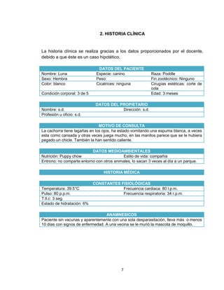 7
2. HISTORIA CLÍNICA
La historia clínica se realiza gracias a los datos proporcionados por el docente,
debido a que éste es un caso hipotético.
DATOS DEL PACIENTE
Nombre: Luna Especie: canino Raza: Poddle
Sexo: Hembra Peso: Fin zootécnico: Ninguno
Color: blanco Cicatrices: ninguna Cirugías estéticas: corte de
cola
Condición corporal: 3 de 5 Edad: 3 meses
DATOS DEL PROPIETARIO
Nombre: s.d. Dirección: s.d.
Profesión u oficio: s.d.
MOTIVO DE CONSULTA
La cachorra tiene lagañas en los ojos, ha estado vomitando una espuma blanca, a veces
esta como cansada y otras veces juega mucho, en las manitos parece que se le hubiera
pegado un chicle. También la han sentido caliente.
DATOS MEDIOAMBIENTALES
Nutrición: Puppy chow Estilo de vida: compañía
Entrono: no comparte entorno con otros animales, lo sacan 3 veces al día a un parque.
HISTORIA MÉDICA
CONSTANTES FISIOLÓGICAS
Temperatura: 39.5°C Frecuencia cardiaca: 80 l.p.m.
Pulso: 80 p.p.m. Frecuencia respiratoria: 34 r.p.m.
T.ll.c: 3 seg.
Estado de hidratación: 6%
ANAMNESICOS
Paciente sin vacunas y aparentemente con una sola desparasitación, lleva más o menos
10 días con signos de enfermedad. A una vecina se le murió la mascota de moquillo.
 