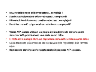 • NADH: ubiquinona oxidorreductasa… complejo I
• Succinato: ubiquinona oxidorreductasa…complejo II
• Ubicuinol: ferricitocromo c oxidorreductasa…complejo III
• Ferricitocromo C: oxigenooxidorreductasa…complejo IV
• Varias ATP-sintasa utilizan la energía del gradiente de protones para
sintetizar ATP, perdiéndose una parte como calor.
• El resto de la energía libre, no capturada como ATP, se libera como calor.
• La oxidación de los alimentos libera equivalentes reductores que forman
agua.
• Bombeo de protones genera potencial utilizado por ATP sintasas.
 