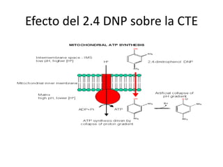 Efecto del 2.4 DNP sobre la CTE
 