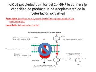 -¿Qué propiedad química del 2,4-DNP le confiere la
capacidad de producir un desacoplamiento de la
fosforilación oxidativa?
Ácido débil, (atravieza m.m.i), forma protonada se puede disociar; OH.
EI/FP, Matriz/FD
Liposoluble (atravieza la m.mi.int)
 