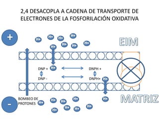 BOMBEO DE
PROTONES
DNP + DNPH +
DNP - DNPH+
2,4 DESACOPLA A CADENA DE TRANSPORTE DE
ELECTRONES DE LA FOSFORILACIÓN OXIDATIVA
 