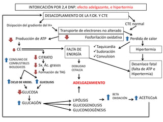INTOXICACIÓN POR 2,4 DNP: efecto adelgazante, e hipertermia
DESACOPLAMIENTO DE LA F.OX. Y CTE
Disipación del gradiente del H+ CTE normal
Transporte de electrones no alterado
Fosforilación oxidativa Perdida de calor
Hipertermia
Desenlace fatal
(falta de ATP e
Hipertermia)
Taquicardia
Sudoración
Convulsion
Producción de ATP
CE FALTA DE
ENERGÍA
DEBILIDAD
CEFALEA
CONSUMO DE
COMBUSTIBLES
BIOLOGICOS
CITRATO
Sx. Ác. grasos
Formación de TAG
ADELGAZAMIENTOCICLO DE KREBS. GLICOLISIS
GLUCOSA
GLUCAGÓN
LIPÓLISIS
GLUCOGENOLISIS
GLUCONEOGÉNESIS
BETA
OXIDACIÓN ACETILCoA
 