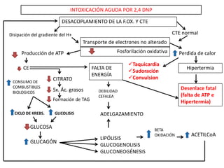 INTOXICACIÓN AGUDA POR 2,4 DNP
DESACOPLAMIENTO DE LA F.OX. Y CTE
Disipación del gradiente del H+ CTE normal
Transporte de electrones no alterado
Fosforilación oxidativa Perdida de calor
Hipertermia
Desenlace fatal
(falta de ATP e
Hipertermia)
Taquicardia
Sudoración
Convulsion
Producción de ATP
CE FALTA DE
ENERGÍA
DEBILIDAD
CEFALEA
CONSUMO DE
COMBUSTIBLES
BIOLOGICOS
CITRATO
Sx. Ác. grasos
Formación de TAG
ADELGAZAMIENTOCICLO DE KREBS. GLICOLISIS
GLUCOSA
GLUCAGÓN
LIPÓLISIS
GLUCOGENOLISIS
GLUCONEOGÉNESIS
BETA
OXIDACIÓN ACETILCoA
 