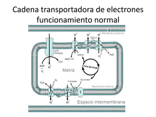Cadena transportadora de electrones
funcionamiento normal
 