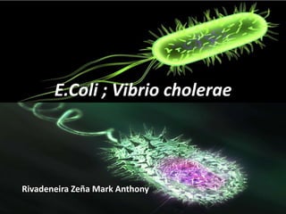 E.Coli ; Vibrio cholerae 
Rivadeneira Zeña Mark Anthony 
 