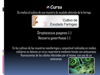 Curso
Se realiza el cultivo de una muestra de exudado obtenida de la faringe.
Streptococcus pyogenes (-)
Neisseria gonorrhoeae (-)
En los cultivos de las muestras nasofaríngea y conjuntival realizados en medios
celulares se detecta un virus respiratorio mediante tinción con anticuerpos
fluorescentes de las células infectadas por el mismo, con uso de un
anticuerpo.
 