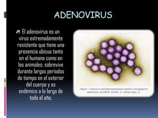 ADENOVIRUS
El adenovirus es un
virus extremadamente
resistente que tiene una
presencia ubicua tanto
en el humano como en
los animales; sobrevive
durante largos períodos
de tiempo en el exterior
del cuerpo y es
endémico a lo largo de
todo el año.
 