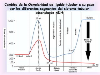 Cambios de la Osmolaridad de líquido tubular a su paso
         por los diferentes segmentos del sistema tubular
                         ausencia de ADH
                                           25 ml                                                                                              0.2 ml




                                                                           Porción terminal del túbulo distal
                                                    Segmento de Dilución




                                                                                                                Cortical



                                                                                                                                  Medular
Osmolaridad (mOsm/L)




                                                                                                                                            Efecto de
                                                                                                                                             la ADH




                       125 ml      44 ml




                         Túbulo            Asa de              Túbulo                                                       Túbulo y           Orina
                        Proximal           Henle               Distal                                                      Conducto
                                                                                                                           Colectores
 