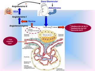 Zona Glomerular
                    +
       Angiotensina II
                                        Aldosterona
            ECA

       Angiotensina I

                         Renina

    Angiotensinógeno                                     Reabsorción de Na+Cl-
                                           T. colector
                                                         Reabsorción de H2O
                                                         Secreción de K+




   Flujo
sanguíneo
  renal
 